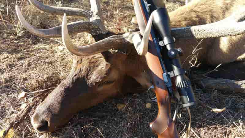 BAD News for Big Bull Elk