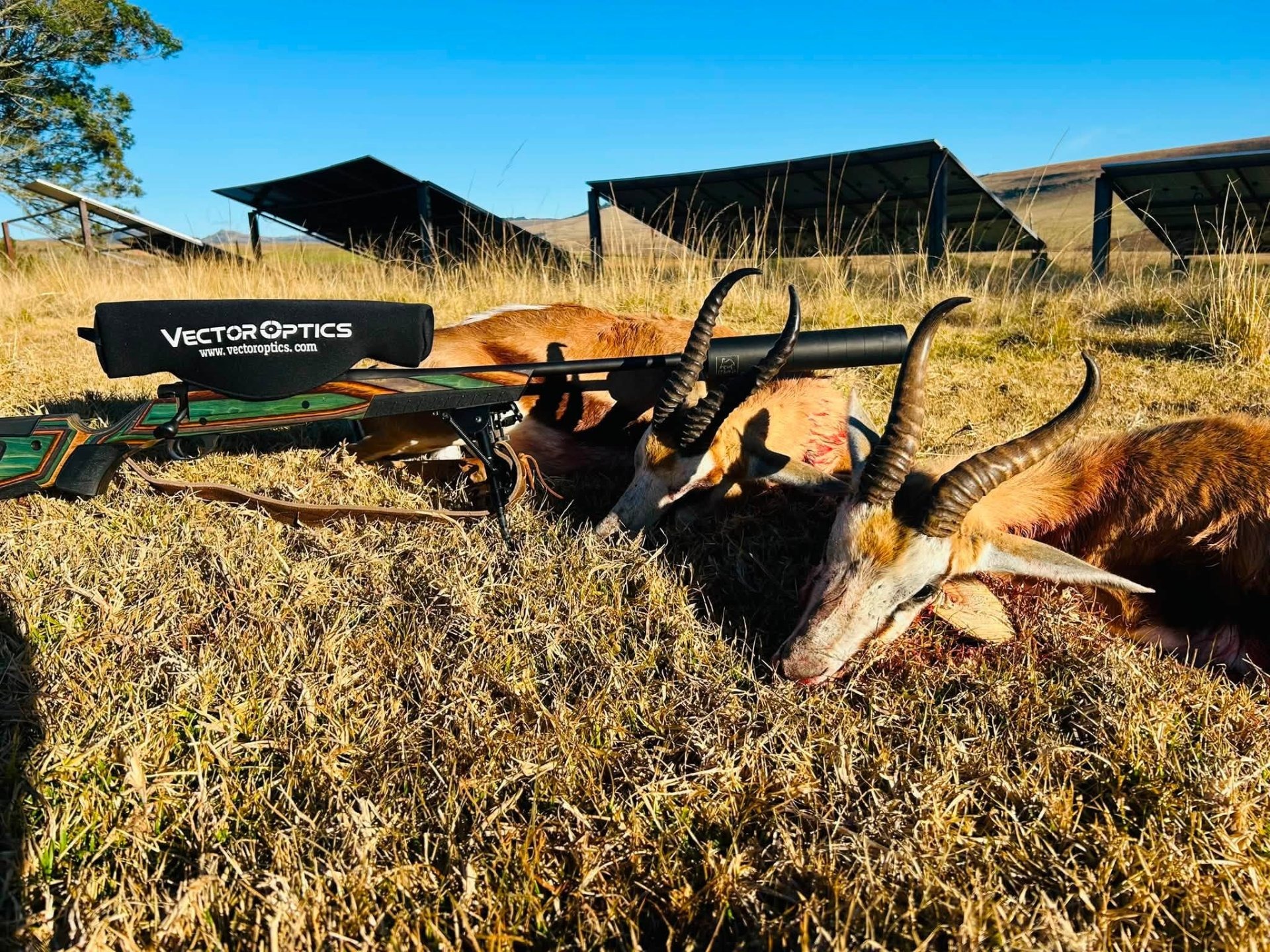 Two springbok taken in the field with the Veyron GenII 4-16x44 HD CTR FFP Rifle Scope Two springbok taken in the field with the Veyron GenII 4-16x44 HD CTR FFP Rifle Scope